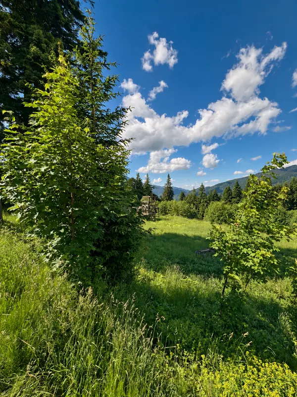 Priveliște spre pădure și munți din fața pensiunii No107 Predeal